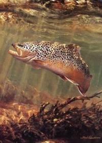 brown trout